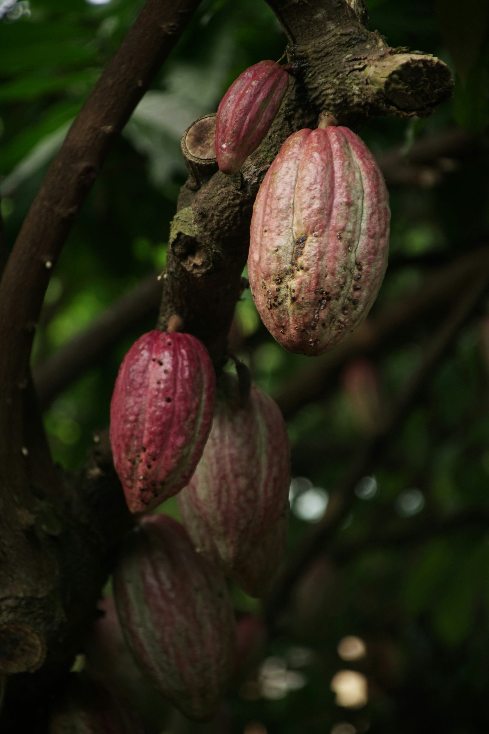 The Art of Chocolate: A Sweet Journey Through History, Production, and Health Benefits